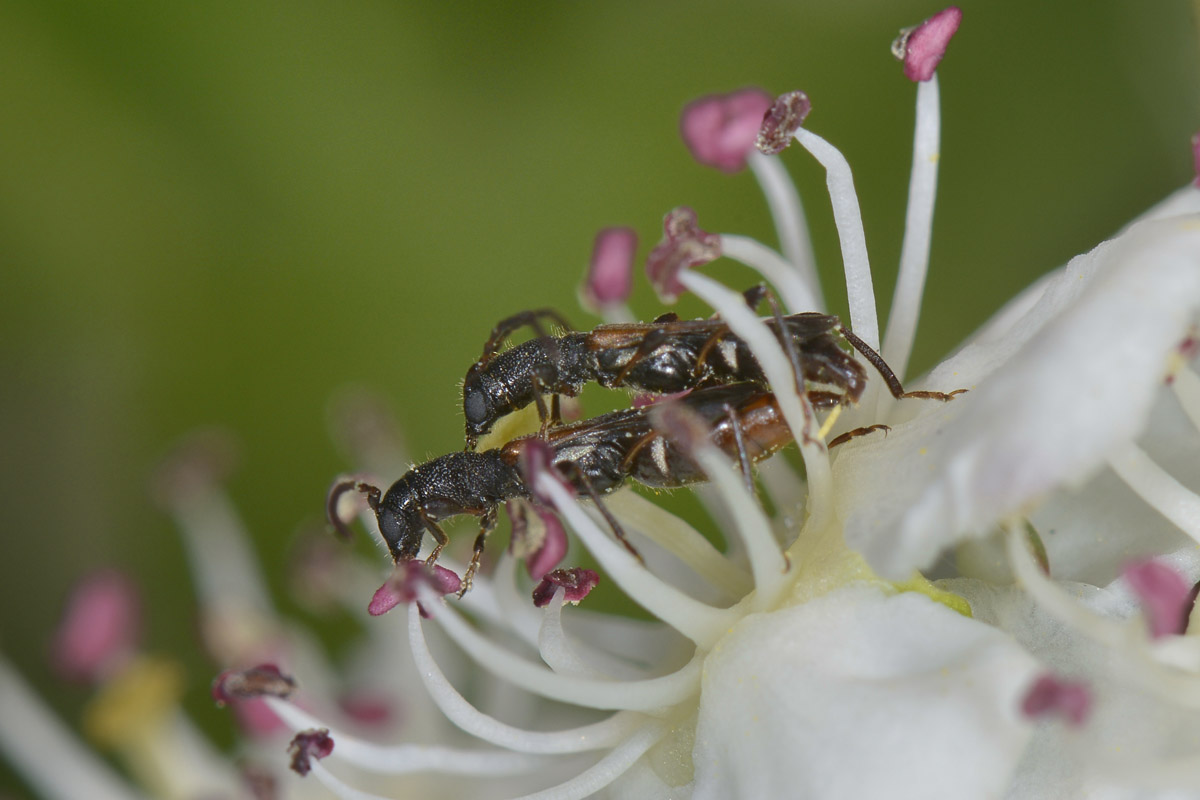 Molorchus sp.? Brachypteroma ottomanum, Cerambycidae